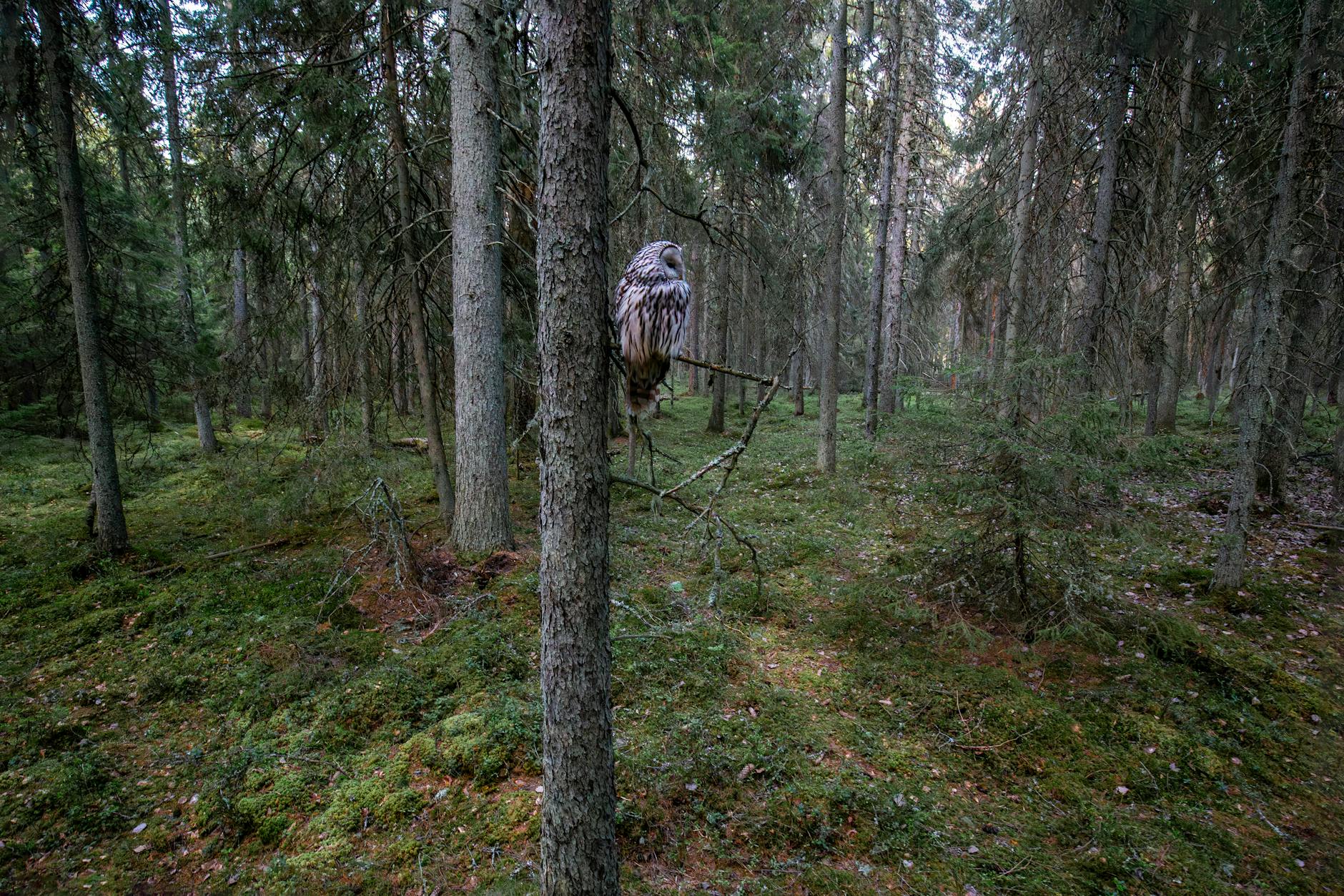 owl perching on a tree in a forest