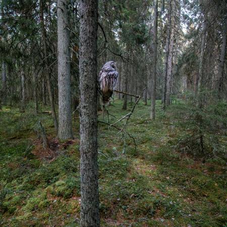 owl perching on a tree in a forest