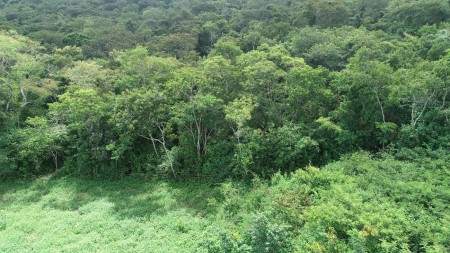 Visão aérea de uma densa floresta tropical, com árvores verdes e um solo coberto por vegetação variada, representando a biodiversidade do bioma Caatinga.