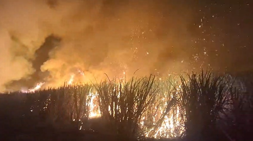Chamas consumindo palha de cana-de-açúcar em meio a fumaça e faíscas durante uma queima controlada.