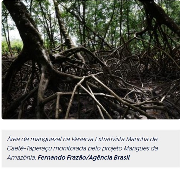 Área de manguezal com raízes expostas e vegetação densa na Reserva Extrativista Marinha de Caeté-Taperacu, sob monitoramento do projeto Mangues da Amazônia.