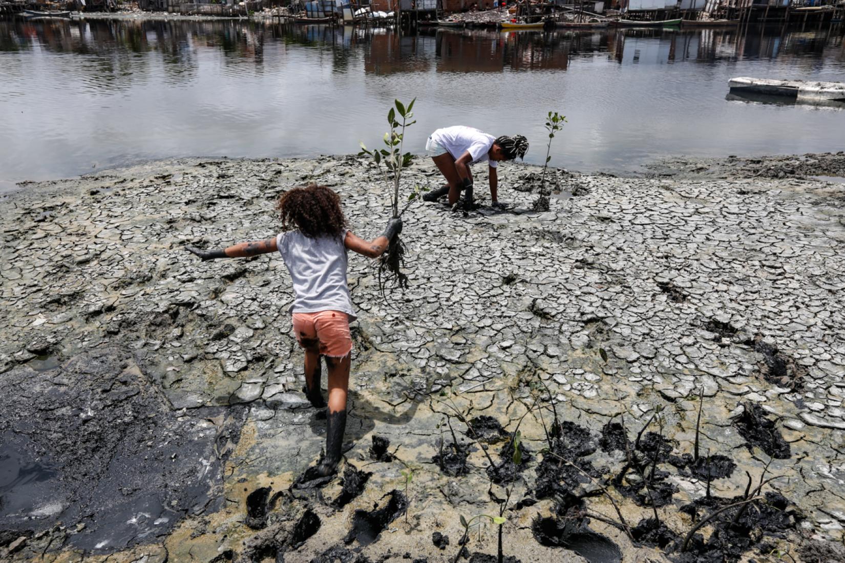 Legenda: Mudas de mangue na Ilha de Deus: Crianças participam de uma ação de replantio de mudas de mangue em uma área urbana de Recife chamada Ilha de Deus.