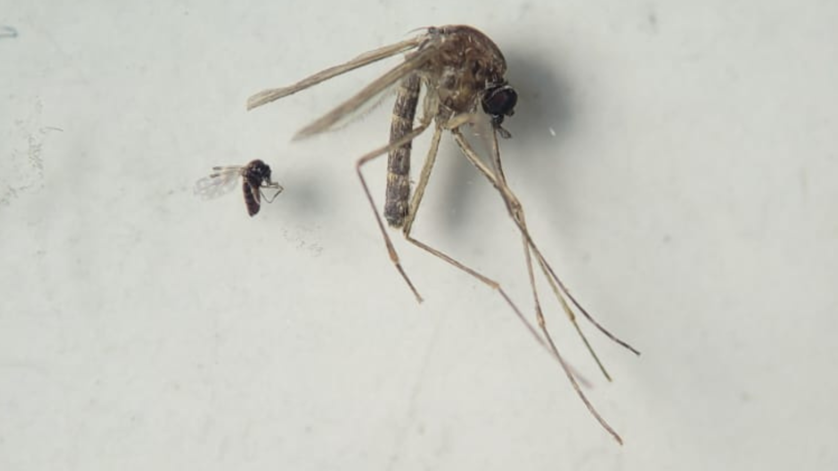 Febre Oropouche: Brasil registra maior incidência nas Américas, com mais de 90% dos casos