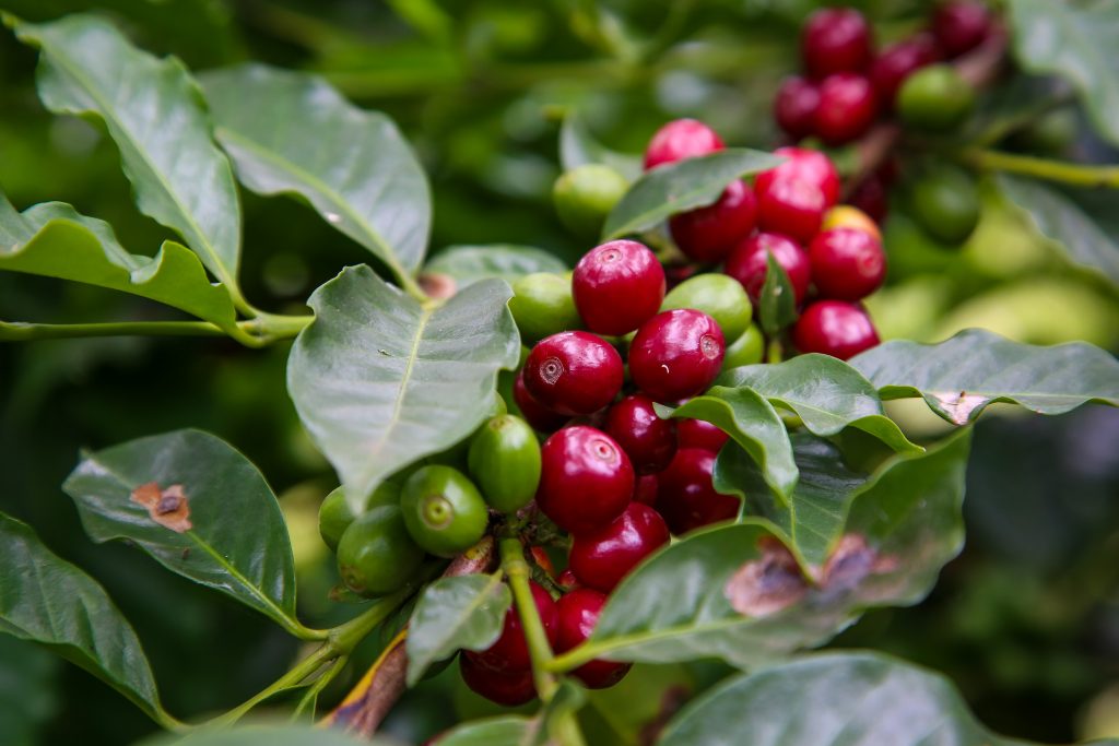 Close-up of coffee cherries, featuring ripe red and unripe green fruits on a cluster with green leaves.