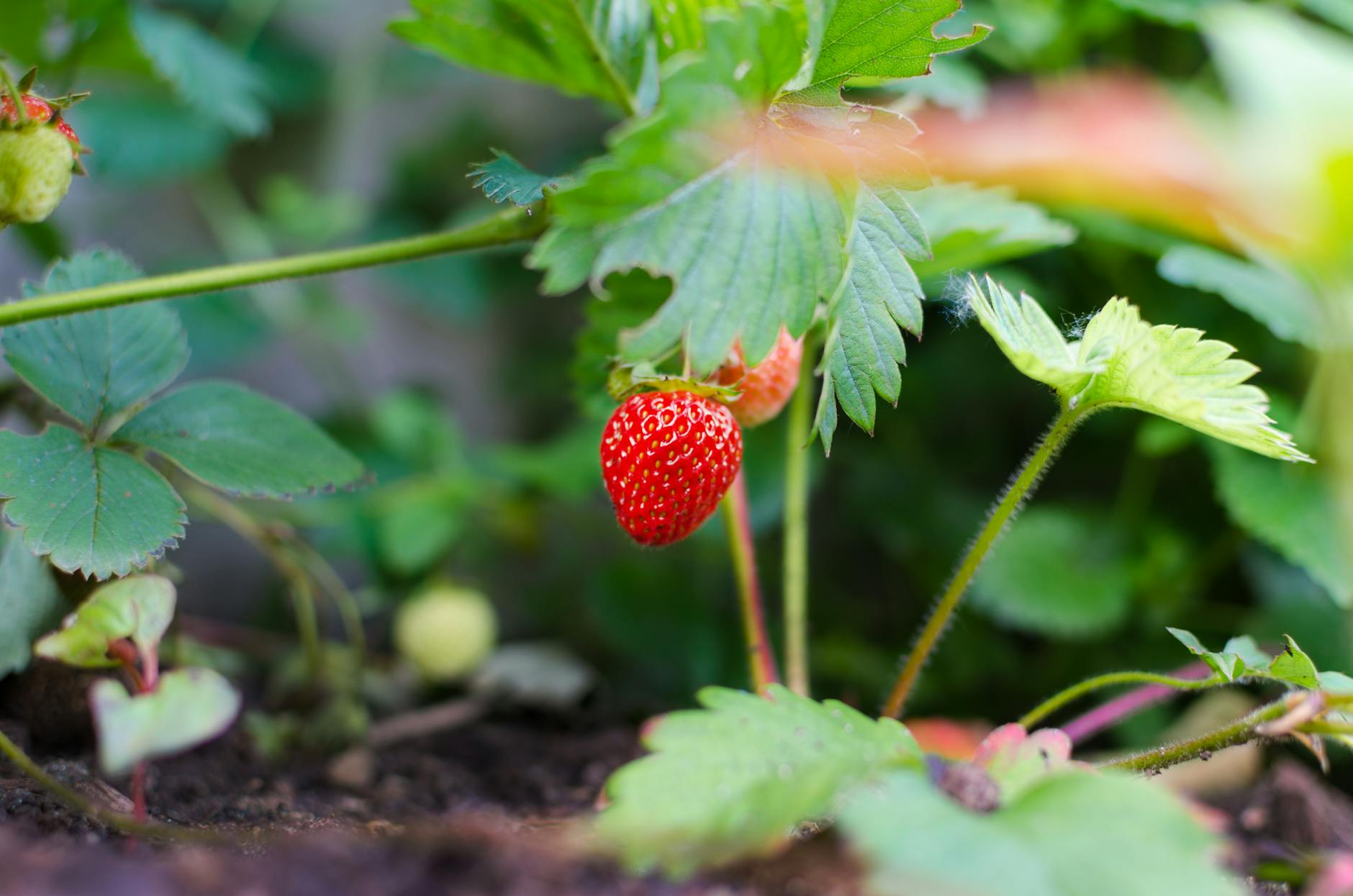 Conheça o laboratório que impulsiona a fruticultura paulista